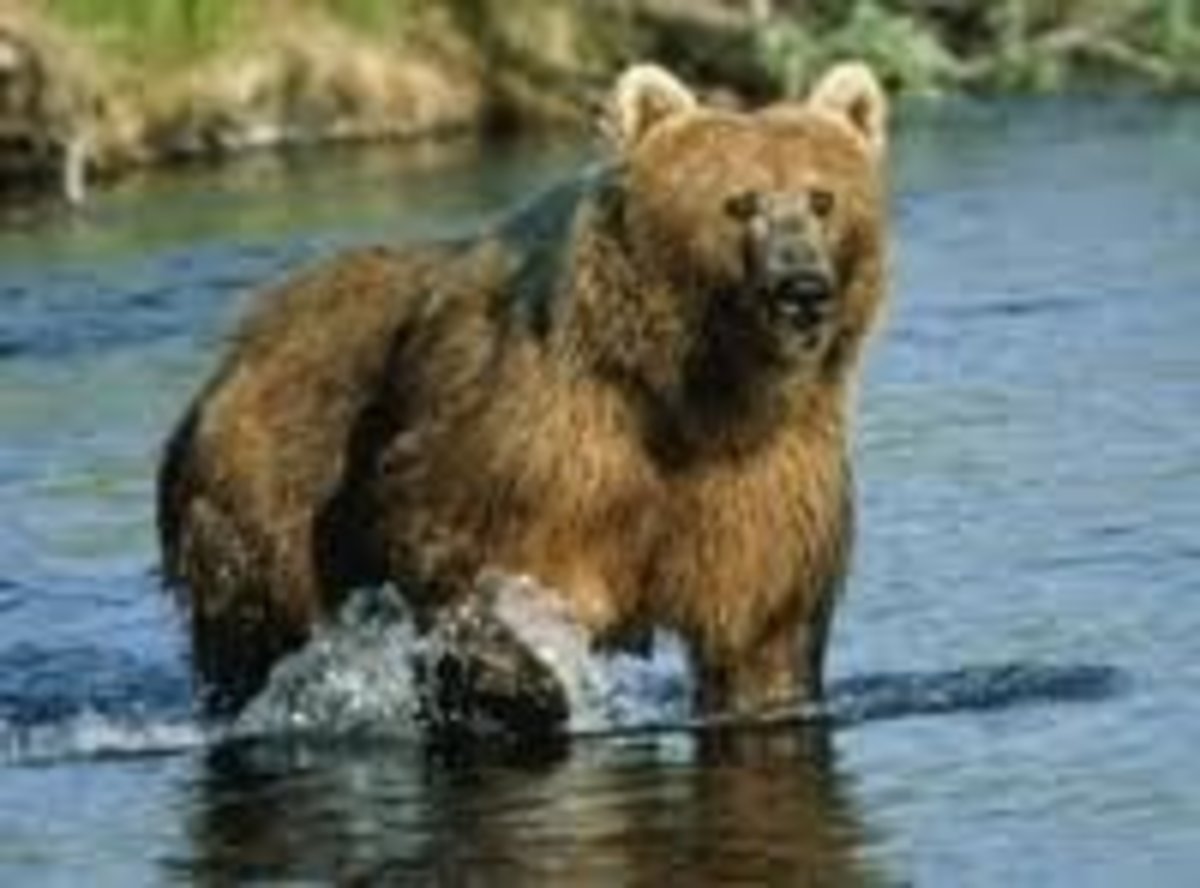 Top 10 Largest Land Carnivores HubPages