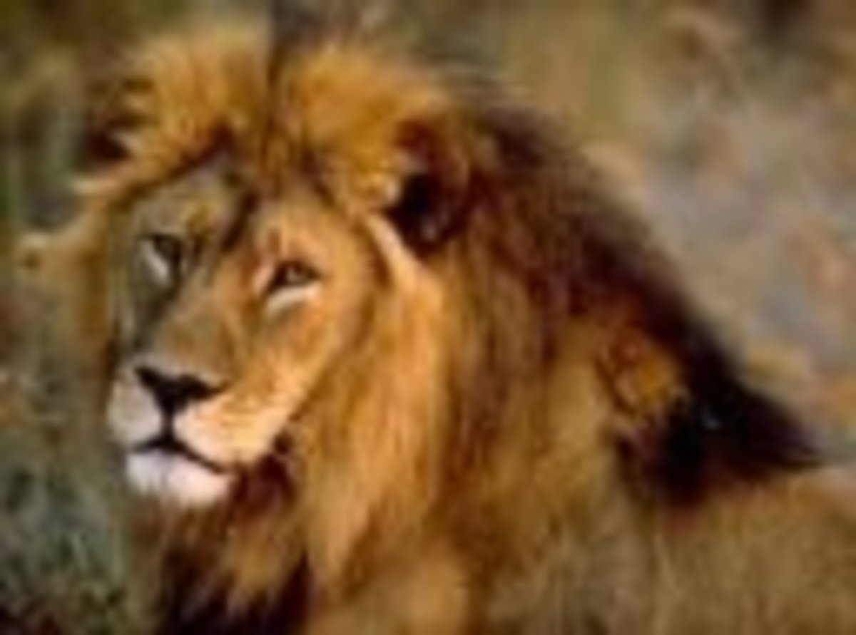 Top 10 Largest Land Carnivores HubPages