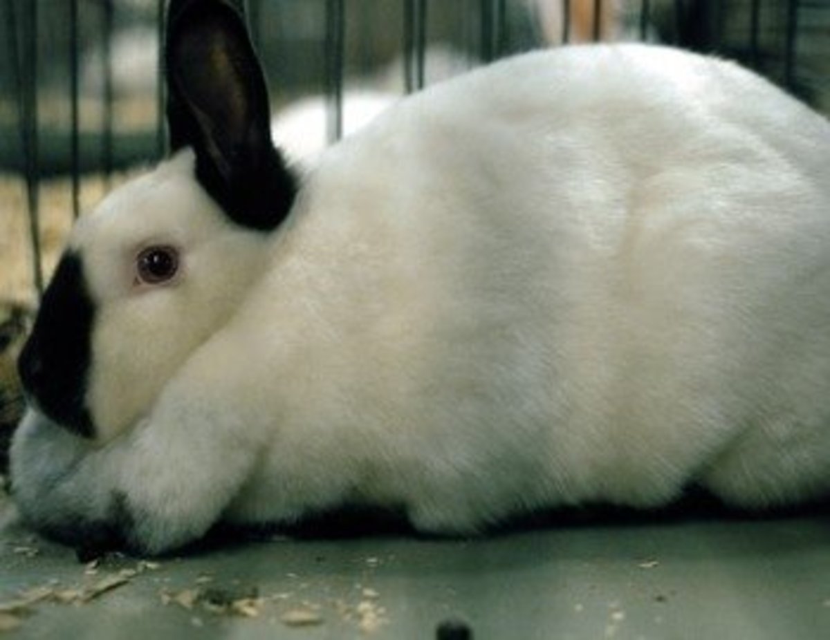 Best 10 Rabbit Breeds as Pets for Children PetHelpful