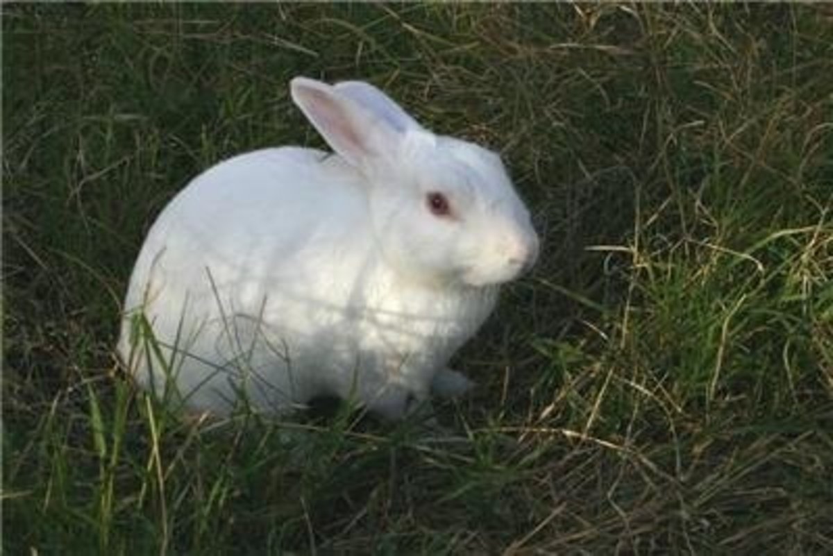 Best 10 Rabbit Breeds as Pets for Children PetHelpful