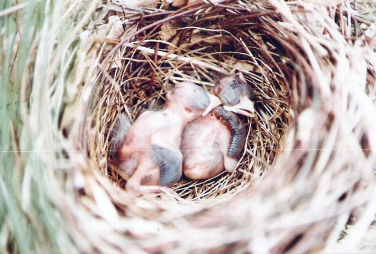 The Cardinal's Nest Owlcation