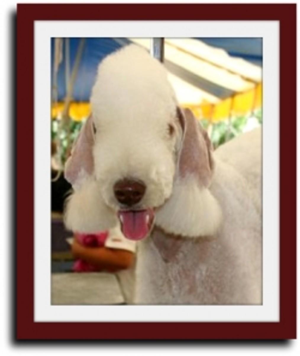Dog Liver Disease Diet HubPages
