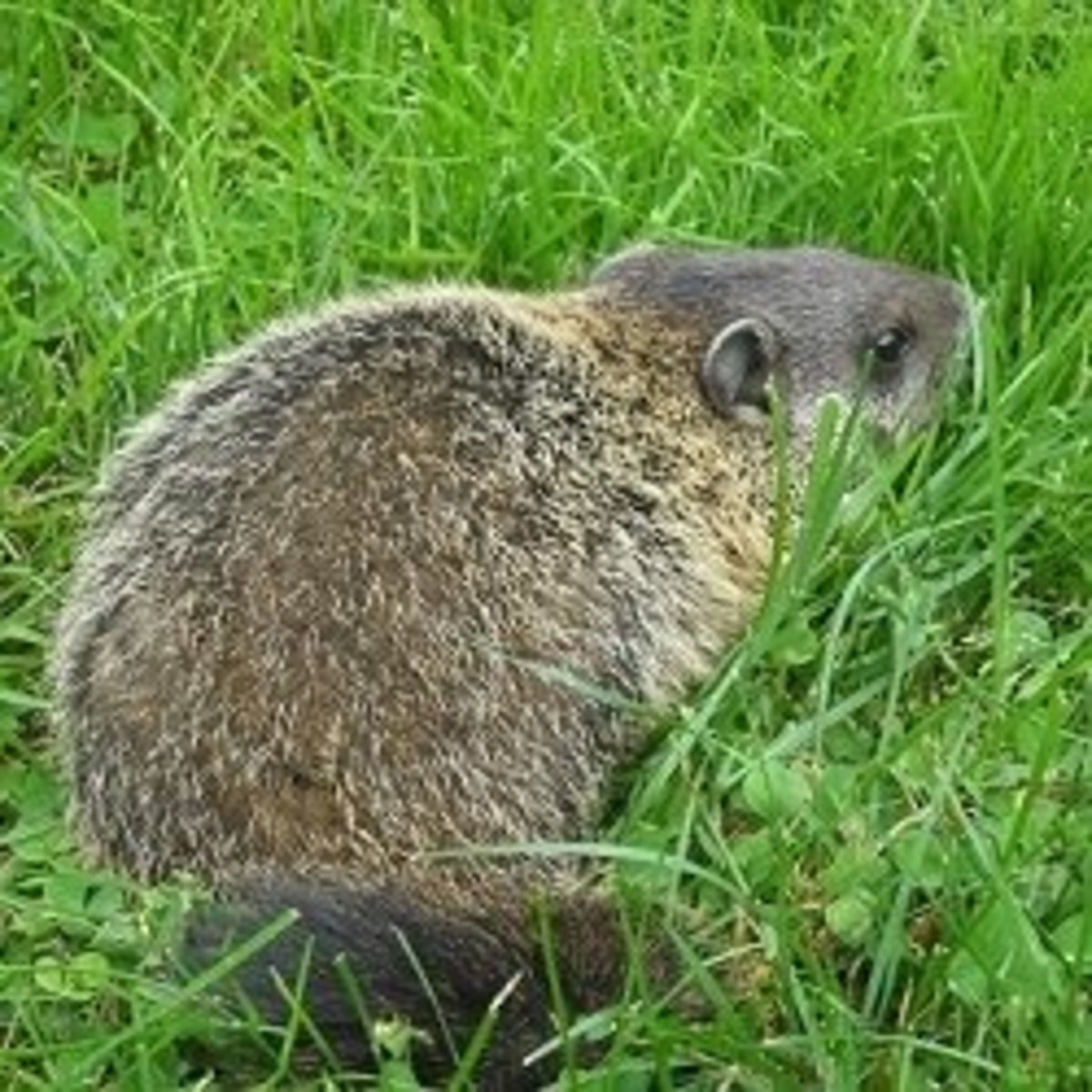 Woodchucks Under the Porch hubpages