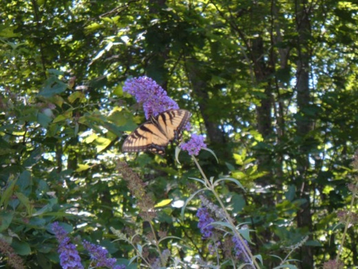 How to Attract Butterflies to Your Garden by Anthony Altorenna Dengarden