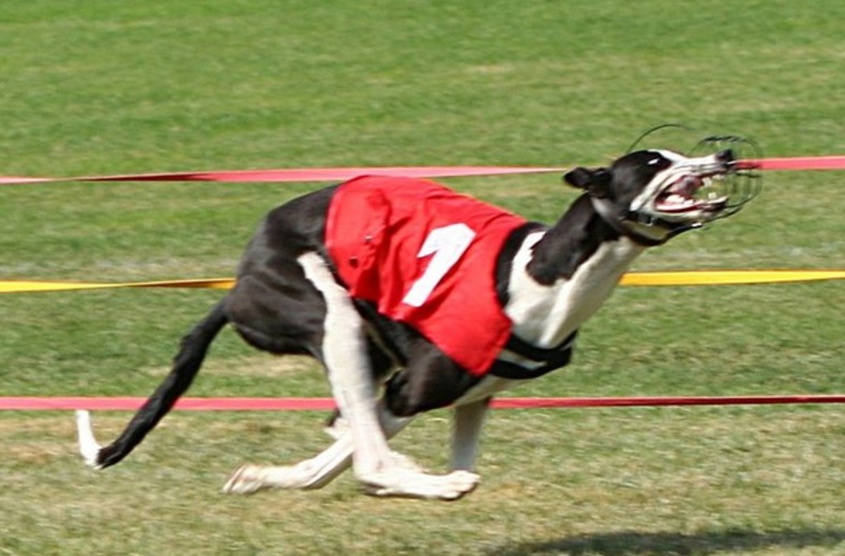 A Guide to Understanding Canine Gaits PetHelpful