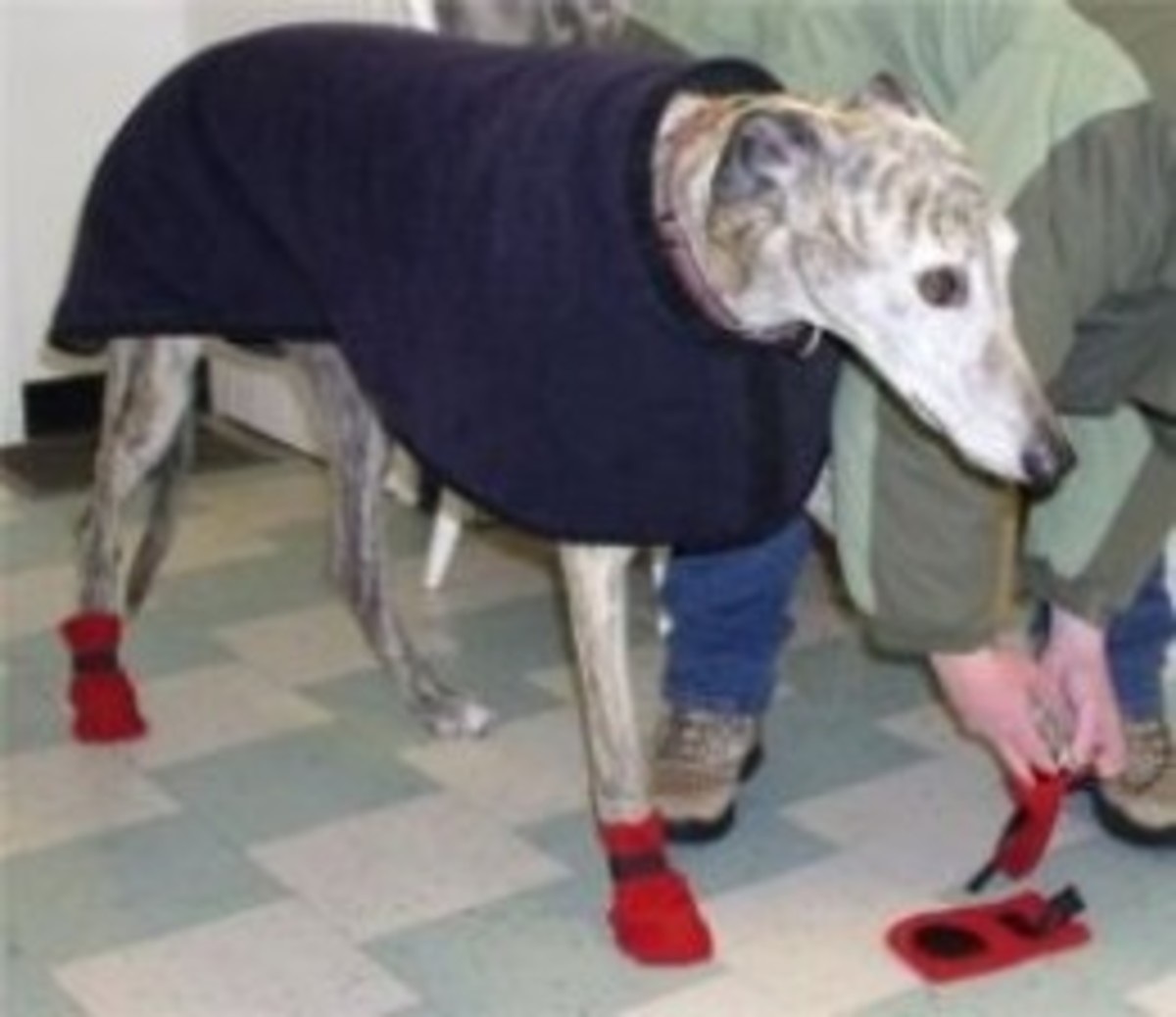 Retired Racing Greyhounds HubPages