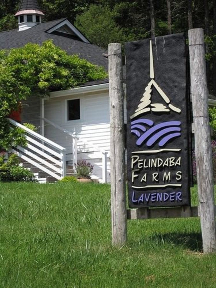 A Trip to San Juan Island Washington