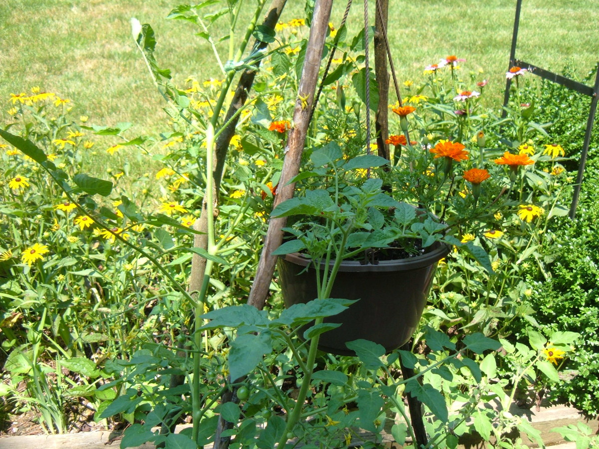 Companion Plants For Tomatoes hubpages