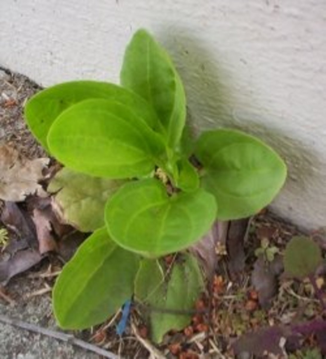 Edible Plants In Los Angeles at Terrell Smith blog