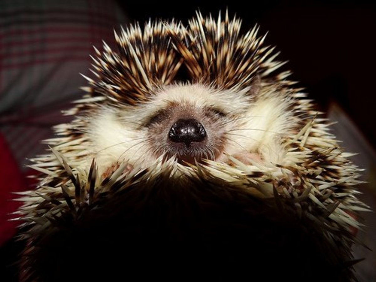 A Complete Guide to Raising Pet Hedgehogs PetHelpful
