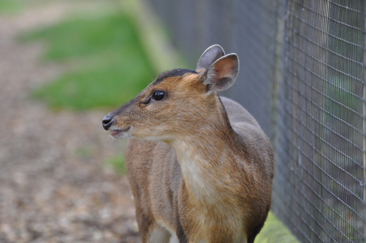 The 5 Best Exotic Pets You Can Own PetHelpful