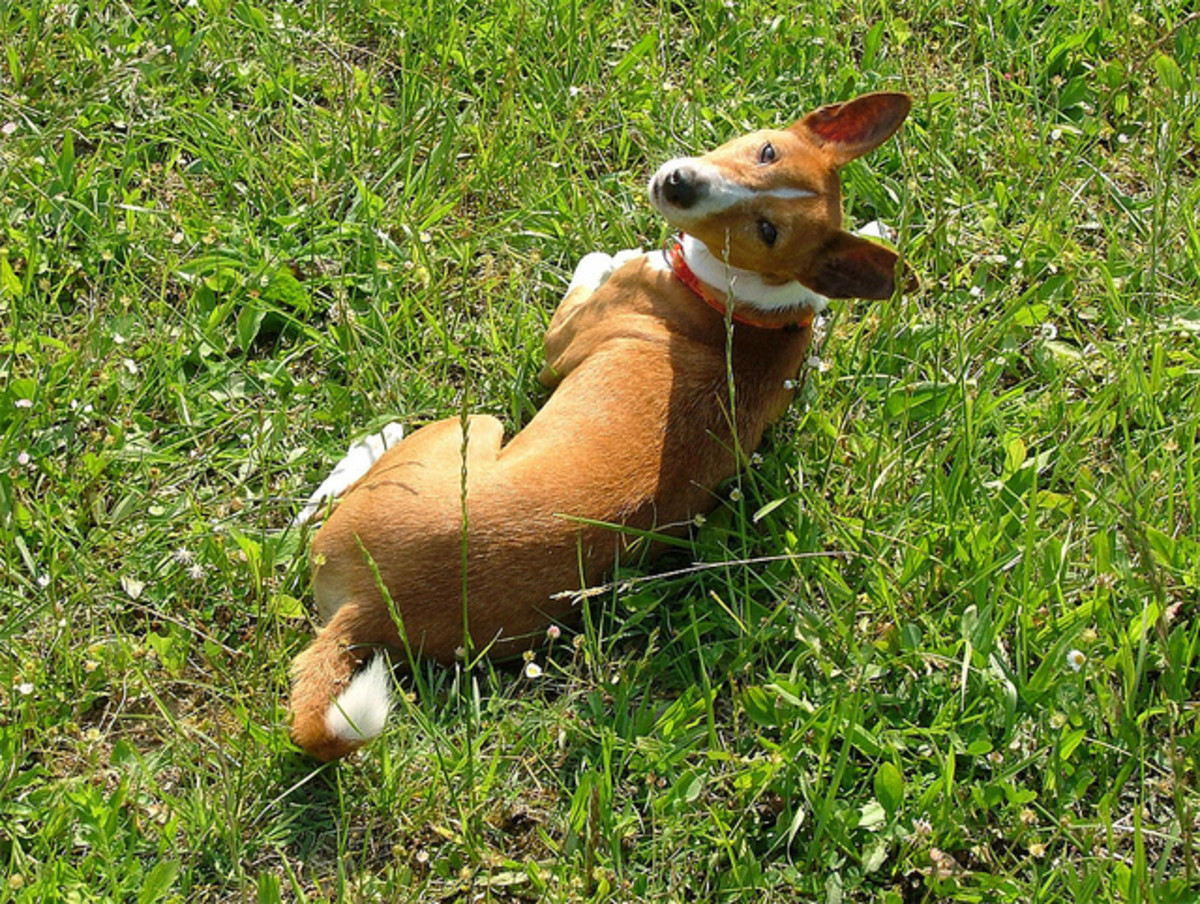 10 Cute Dogs That Stay Small and Don’t Shed PetHelpful