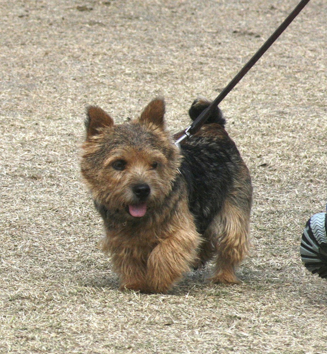 10 Cute Dogs That Stay Small and Don’t Shed PetHelpful