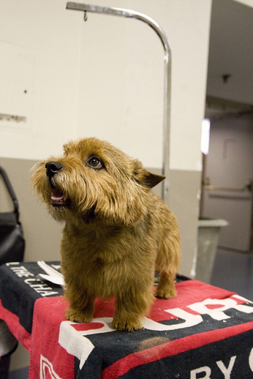 10 Cute Dogs That Stay Small and Don’t Shed hubpages