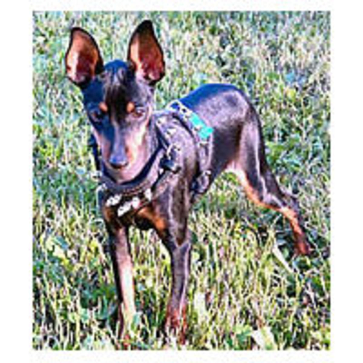 Picked just for Miniature Pinschers! HubPages