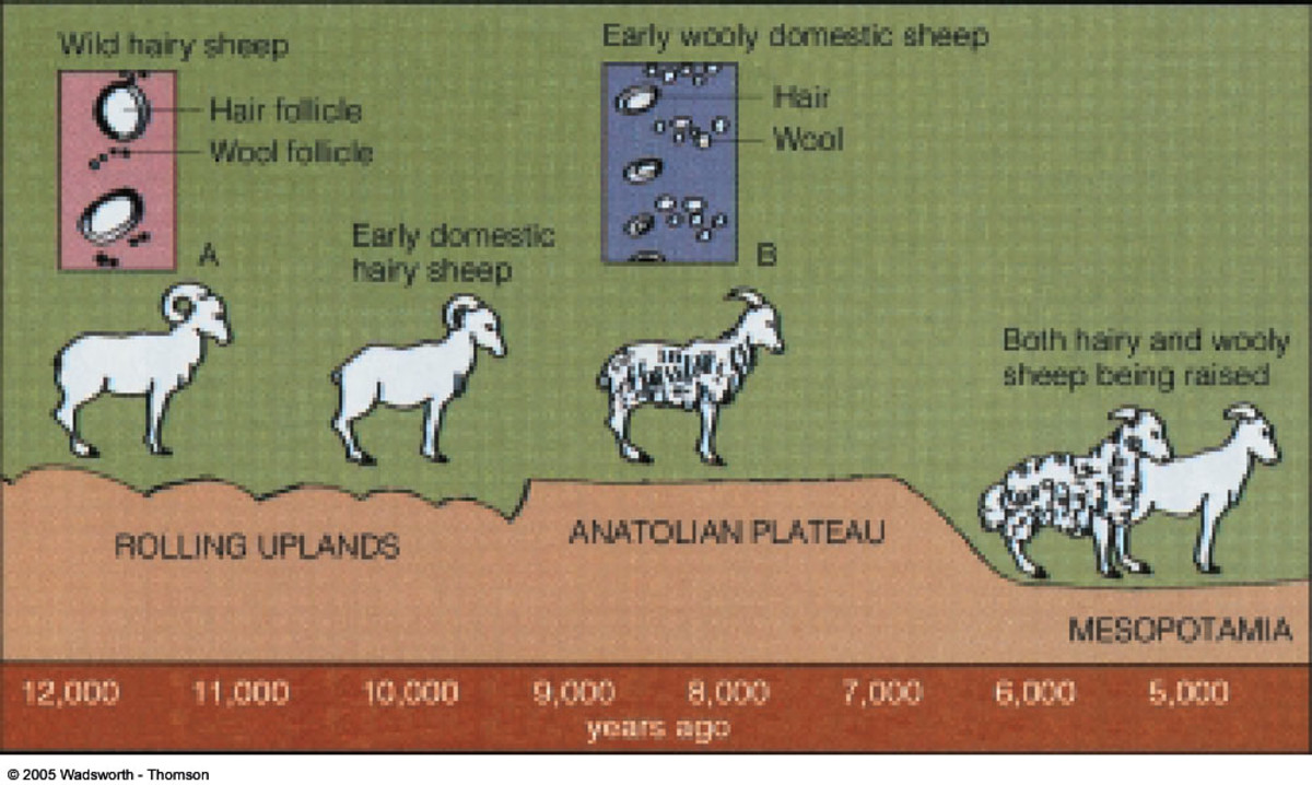 The Domestication of the Dog, Fox, Cattle and Sheep hubpages