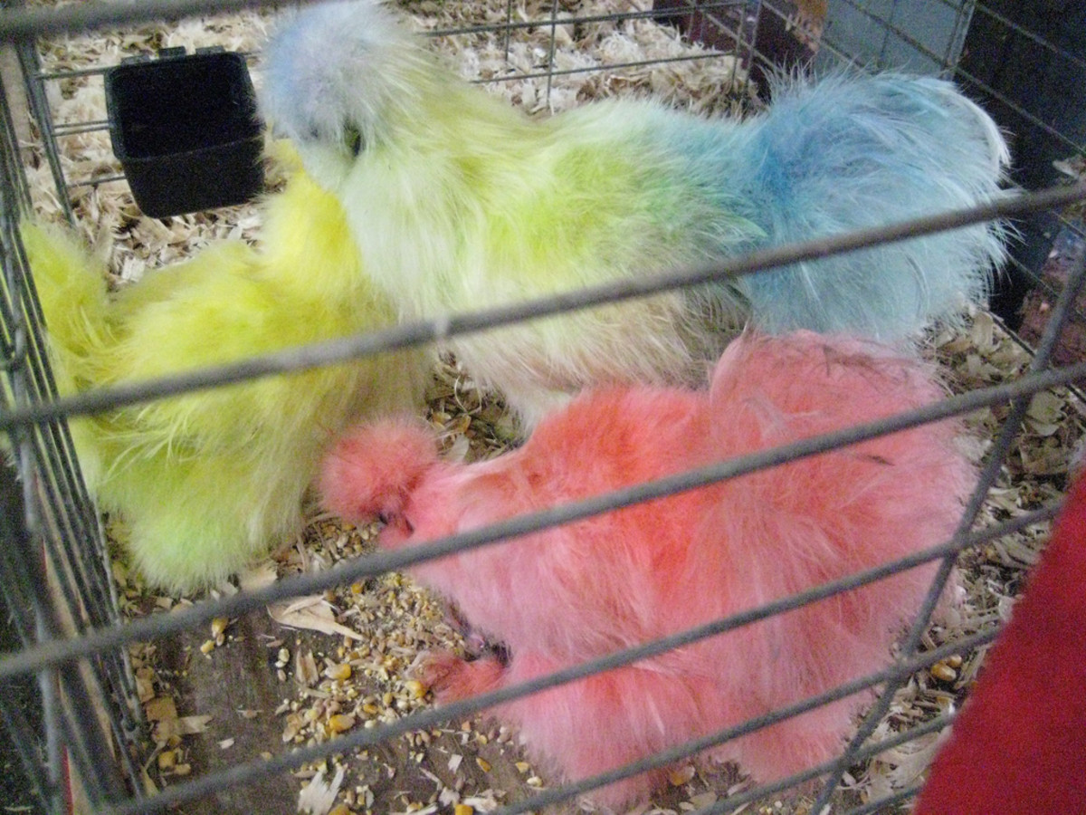 Silkie A Comprehensive Guide to the Furry Chicken PetHelpful