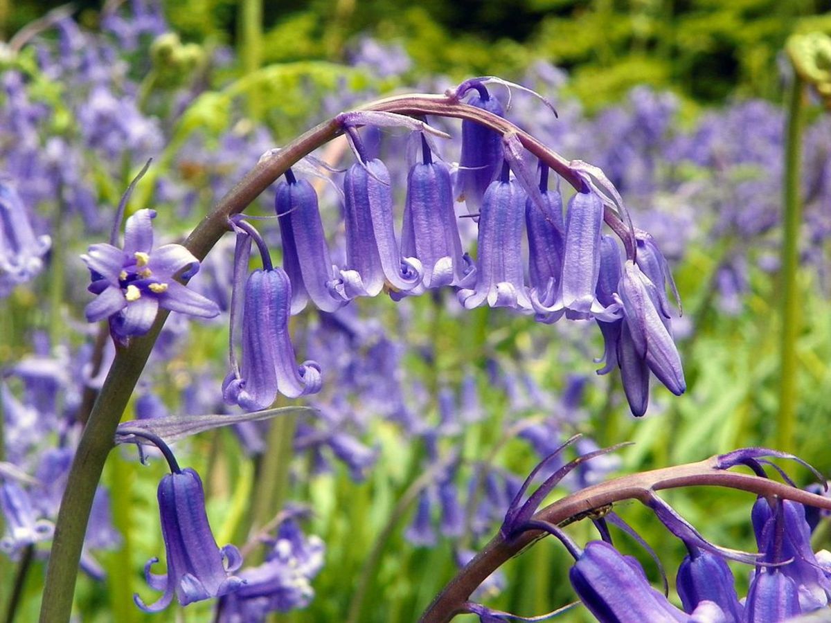 Fall Planted Bulbs Bluebells HubPages