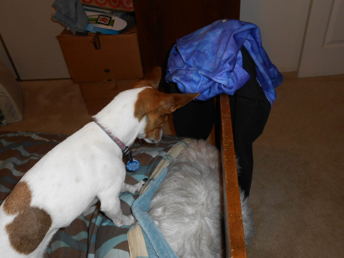 HideandSeek A Fun Game to Play With Your Dog PetHelpful