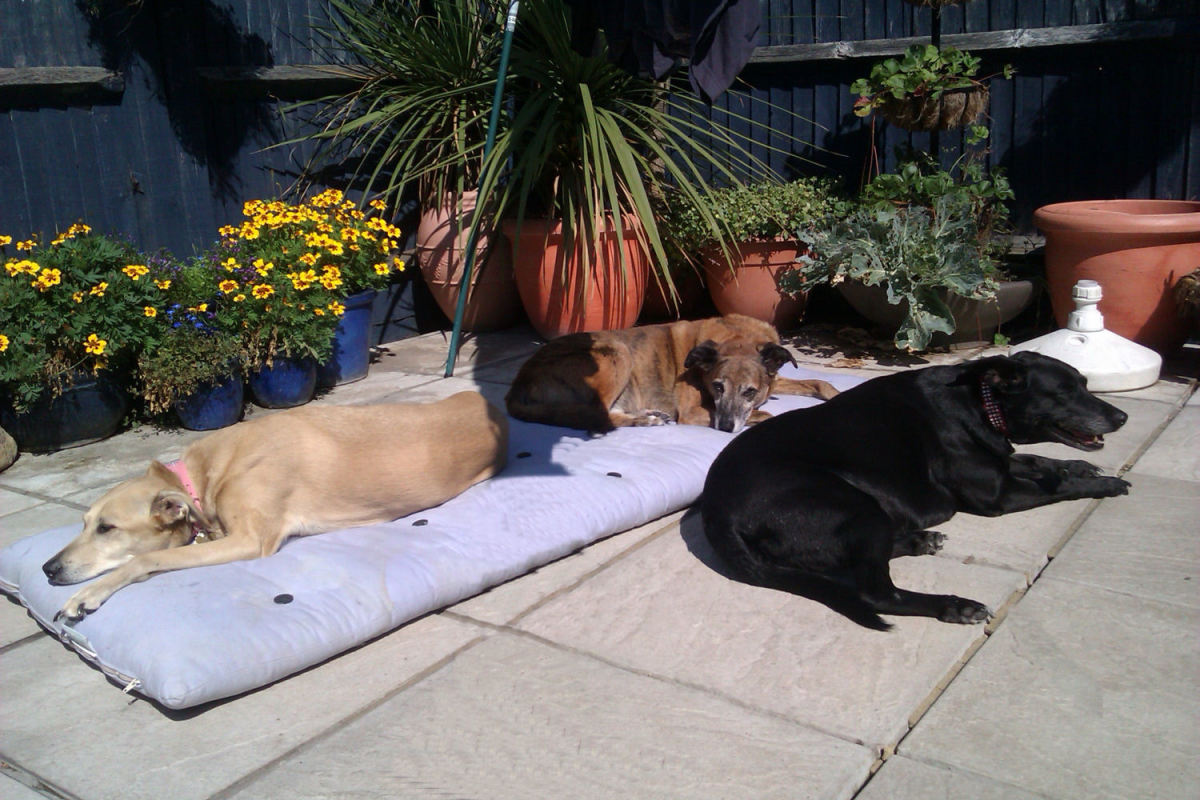 Lurchers 40 mph Couch Potato Dogs! PetHelpful