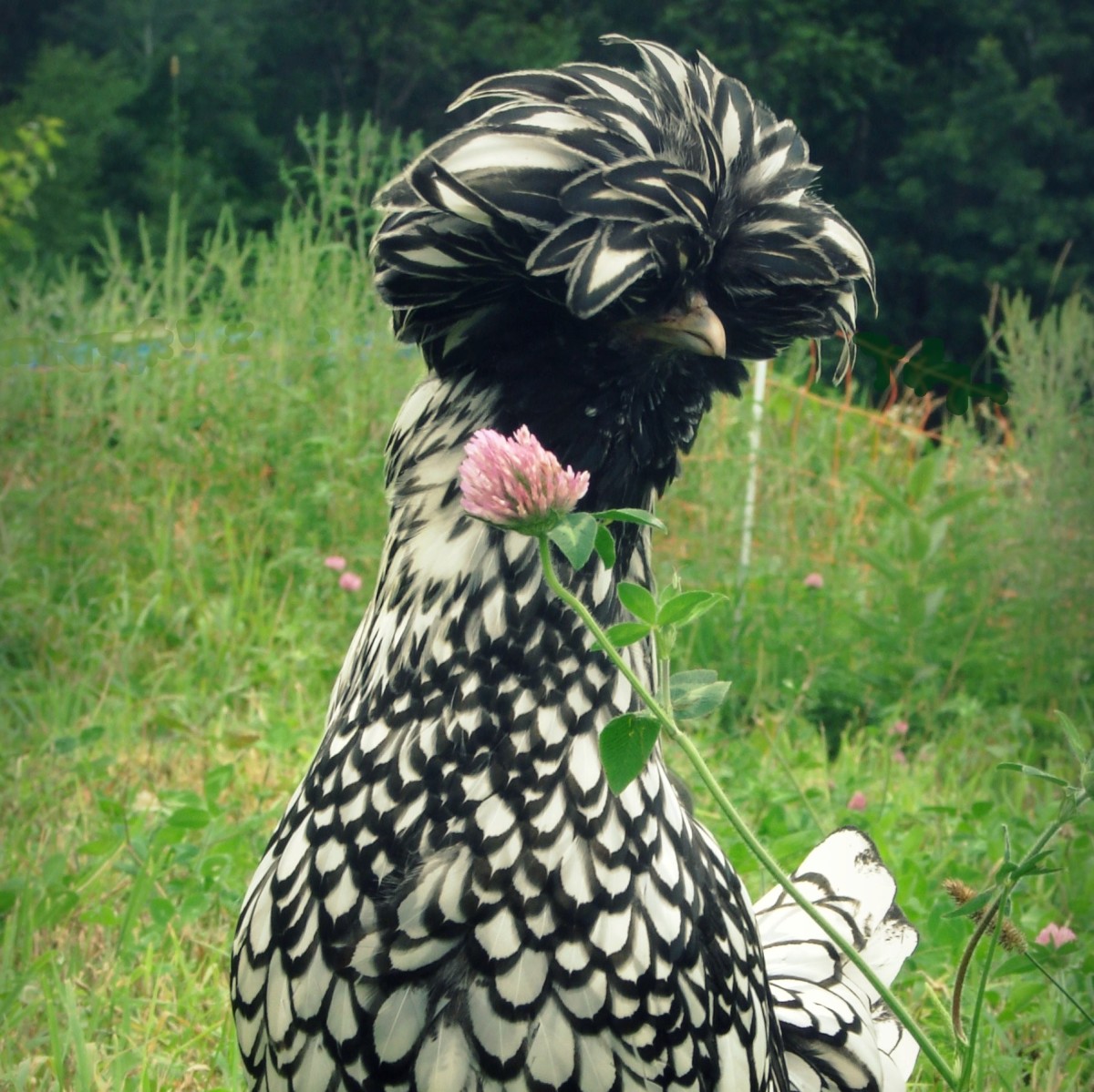 Top Knot Rooster at Darryl Oliver blog