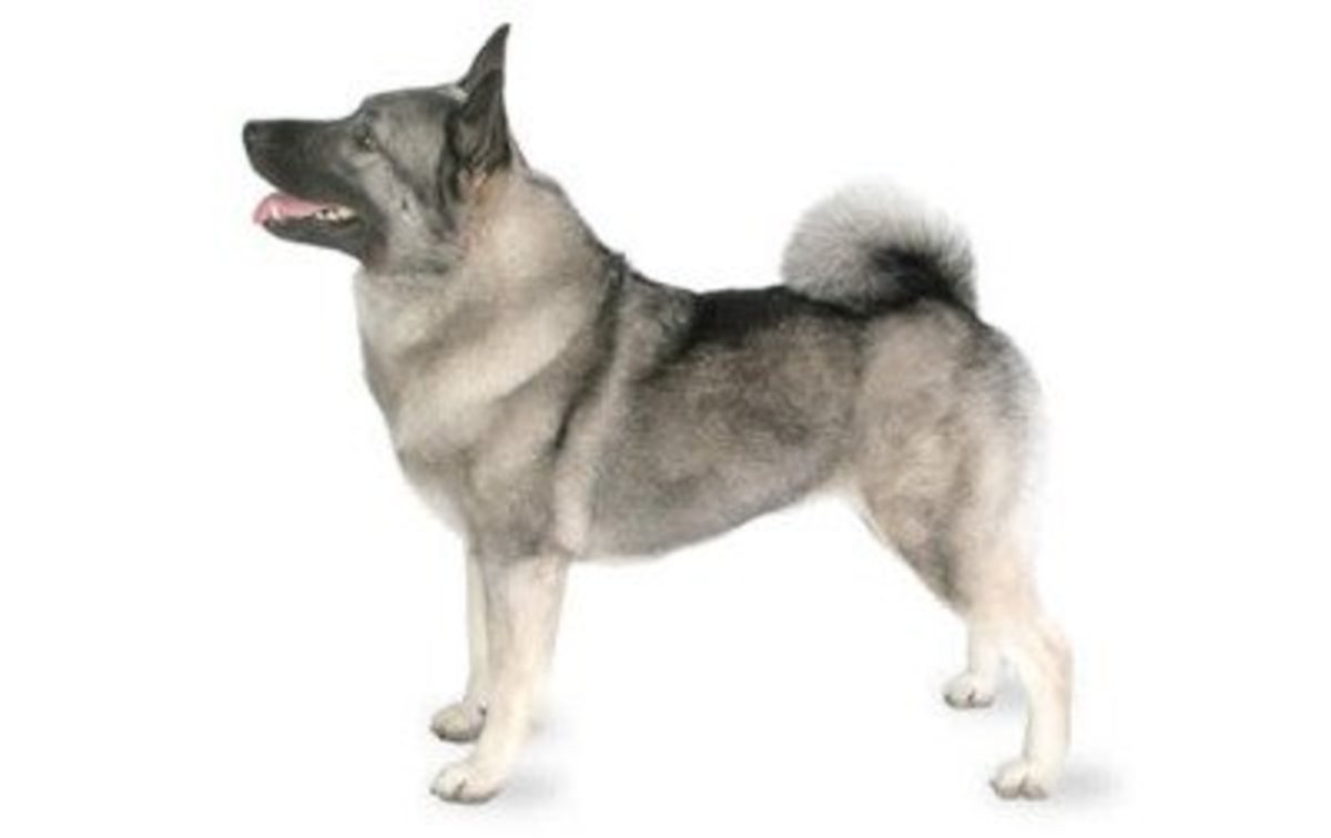 Great Names for Your Norwegian Elkhound PetHelpful