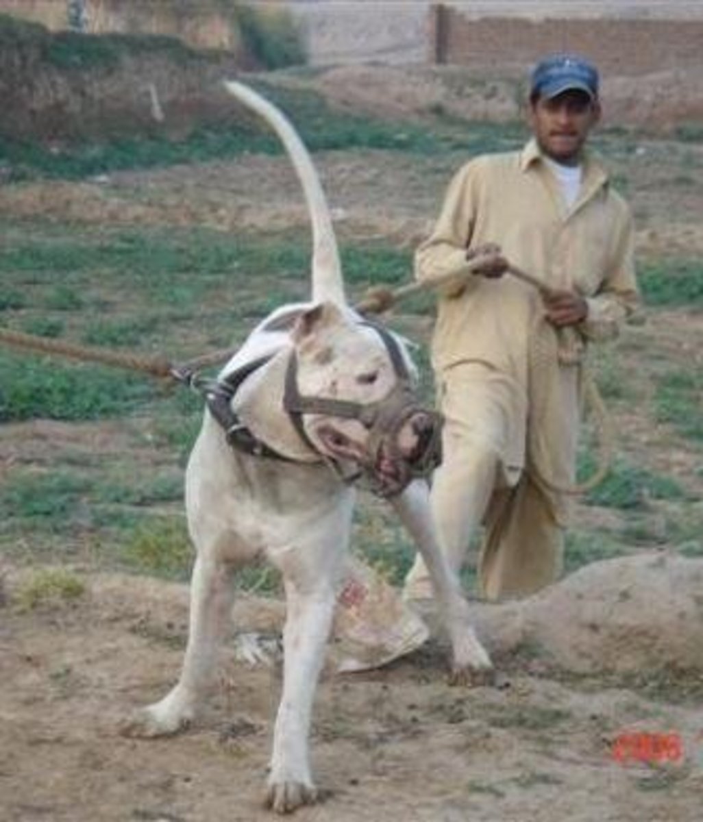 Worlds Most Aggressive Dog Breeds PetHelpful