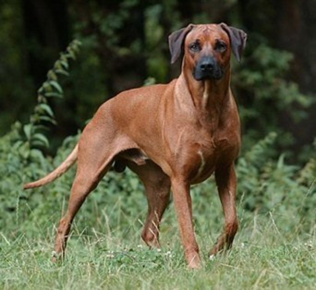 The World's Most Aggressive Dog Breeds PetHelpful