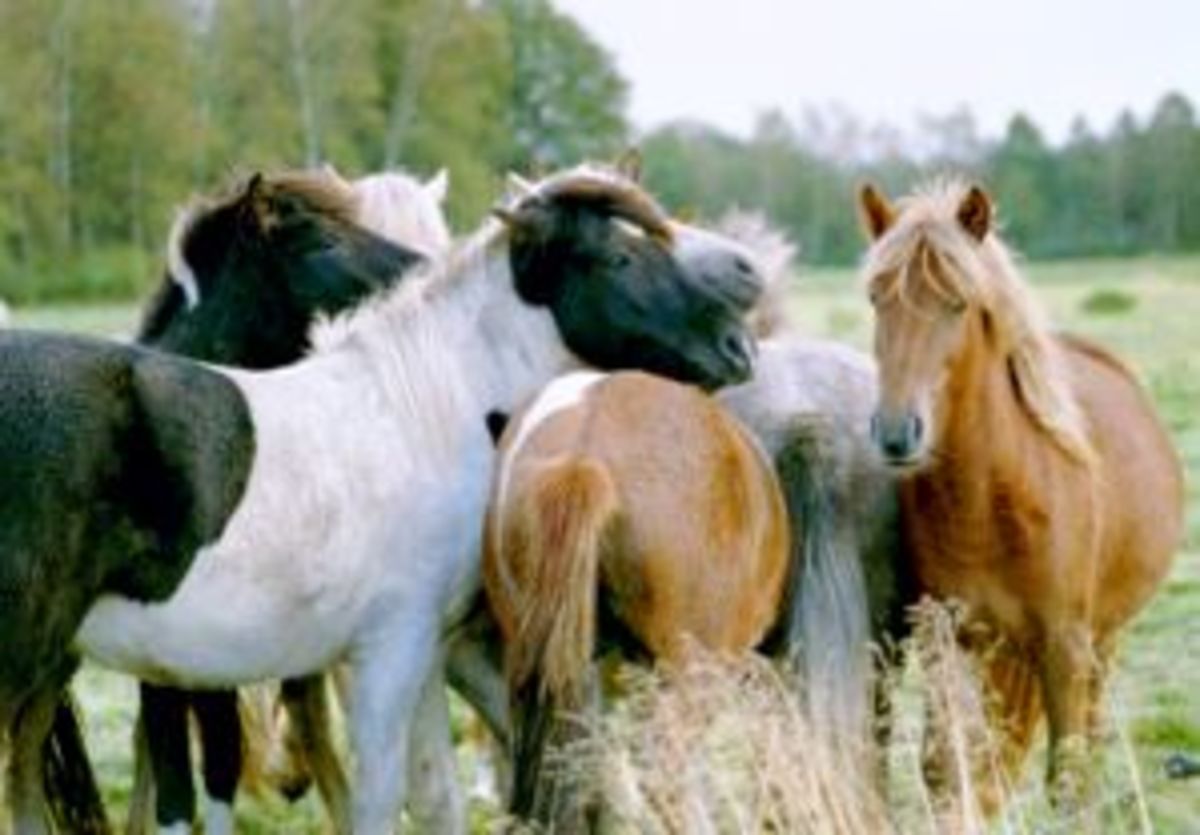 Horses and Their Sense of Smell HubPages