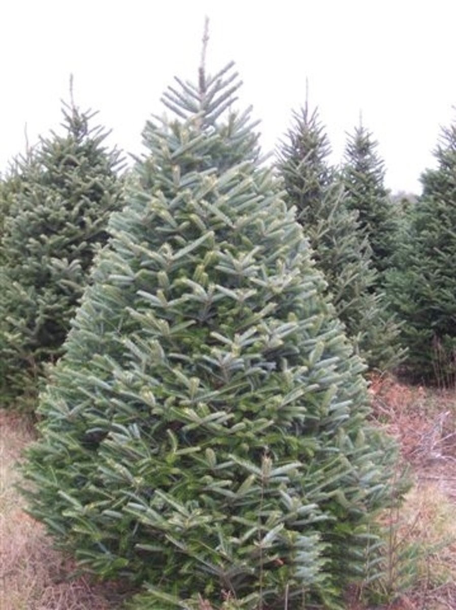 Ge Frazier Fir Christmas Tree Types of Christmas Trees Holidappy
