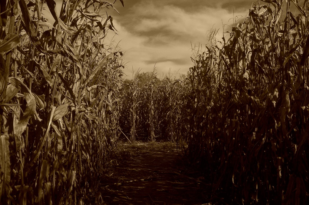Midwestern gothic aesthetic, Cornfield, Tom at the farm