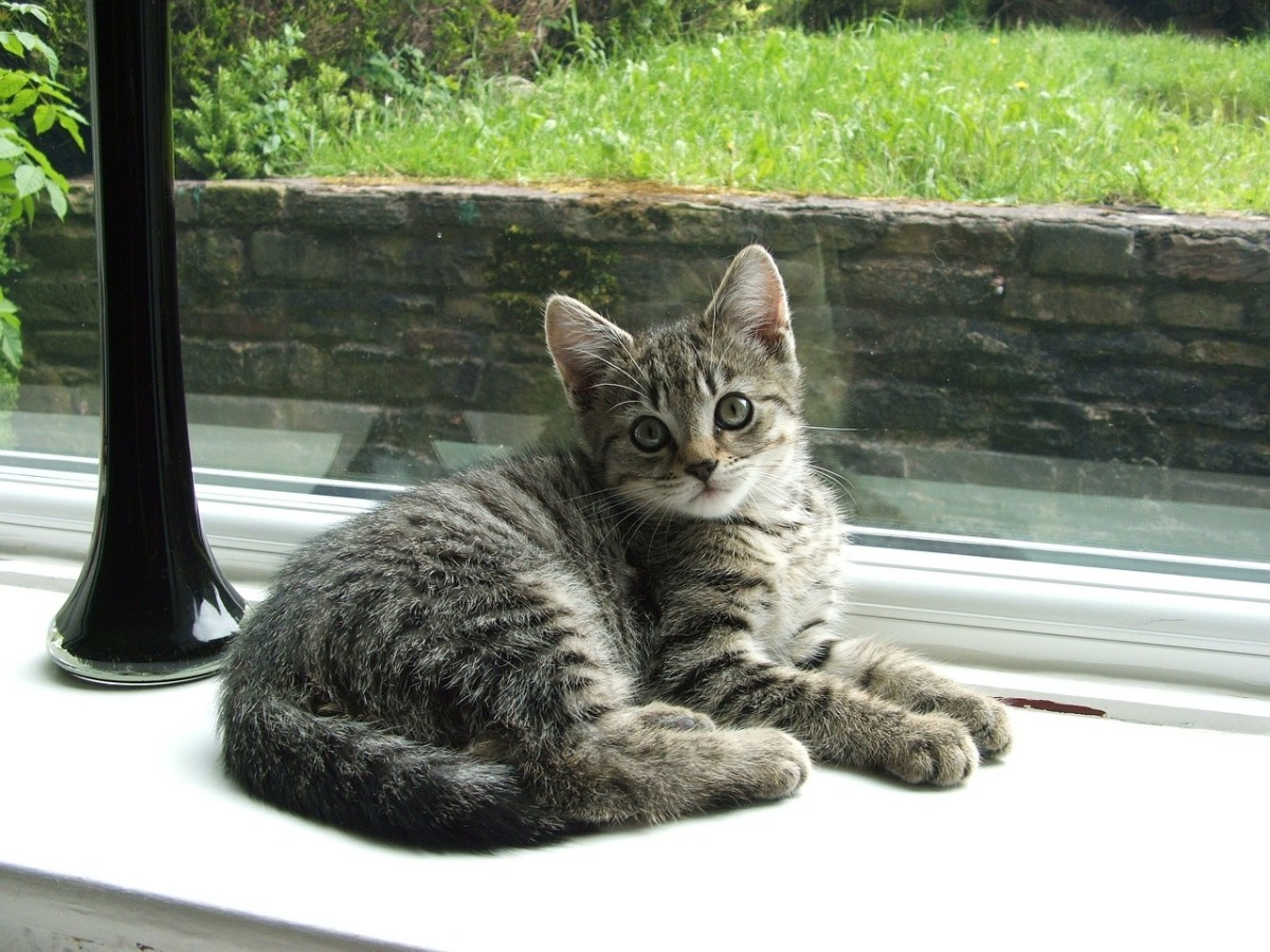 How turmeric benefits your cat's health HubPages