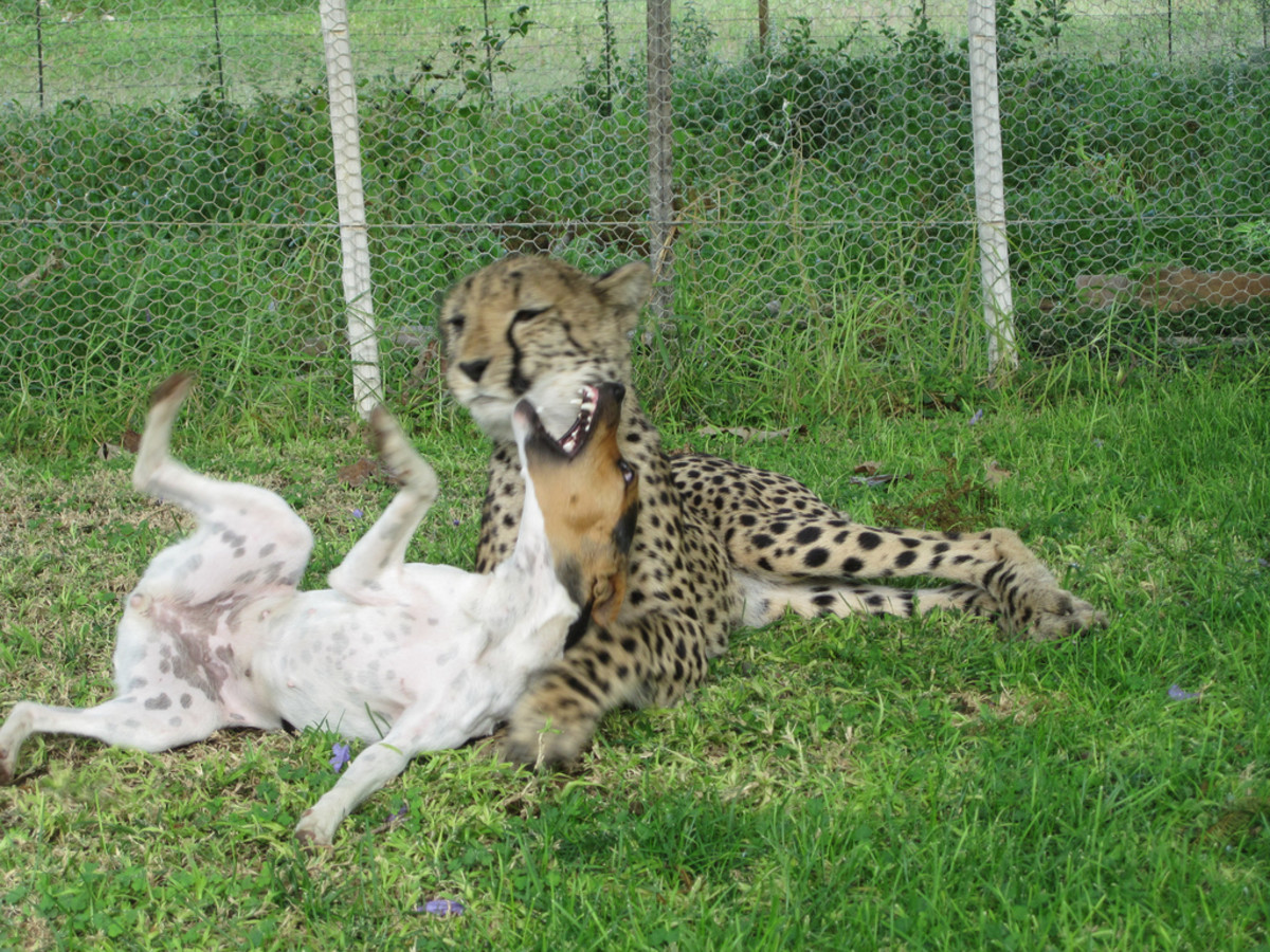 6 Legal Wild Dogs (NonDomesticated) That Are Kept as Pets PetHelpful