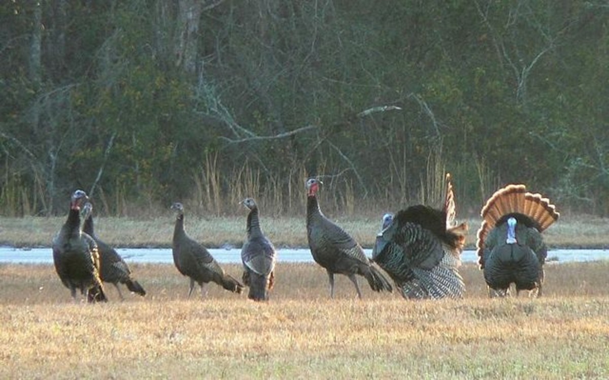 Wild Turkey Thanksgiving a la Louisiane HubPages