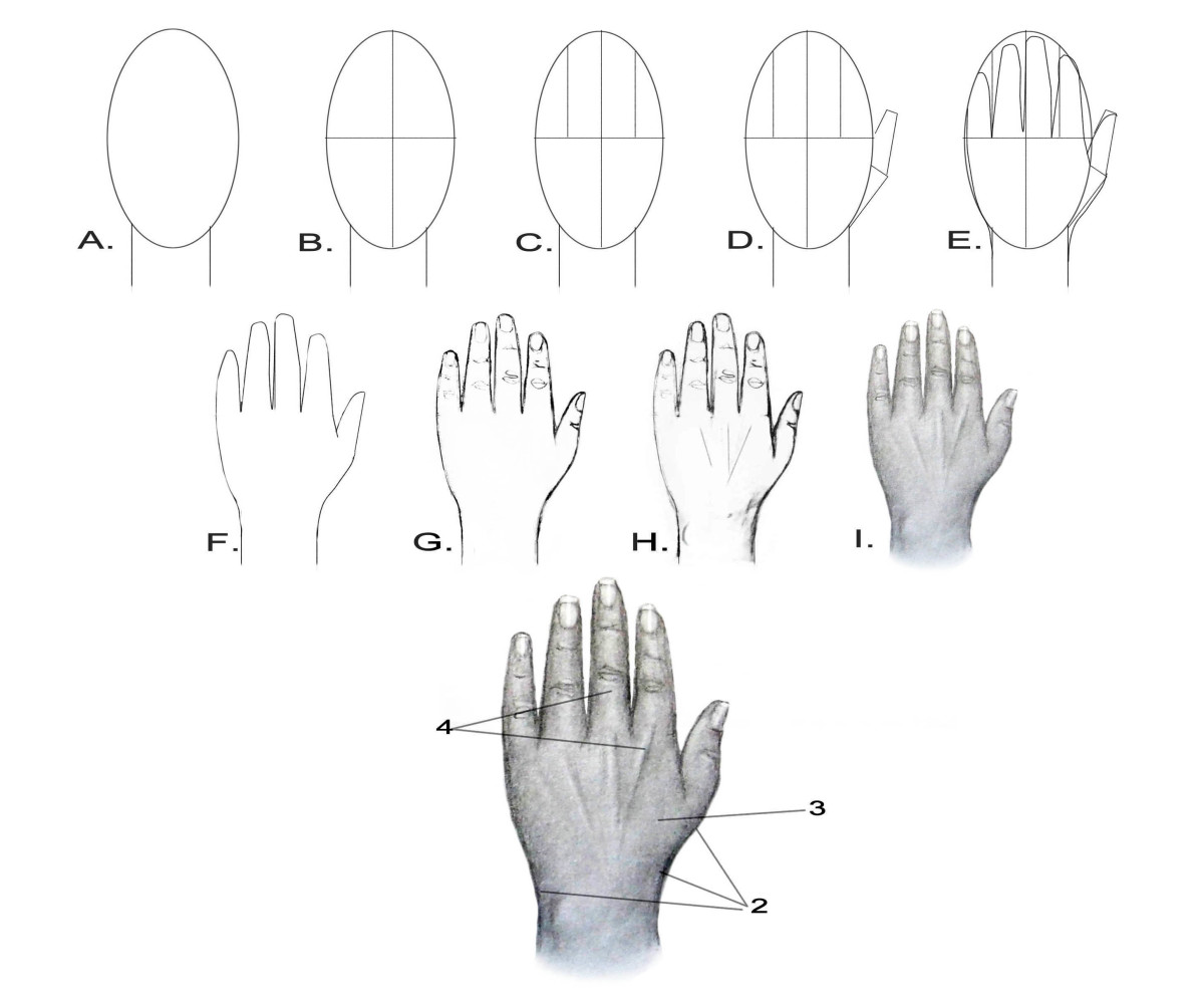 Drawing the Human Figure The Hands hubpages