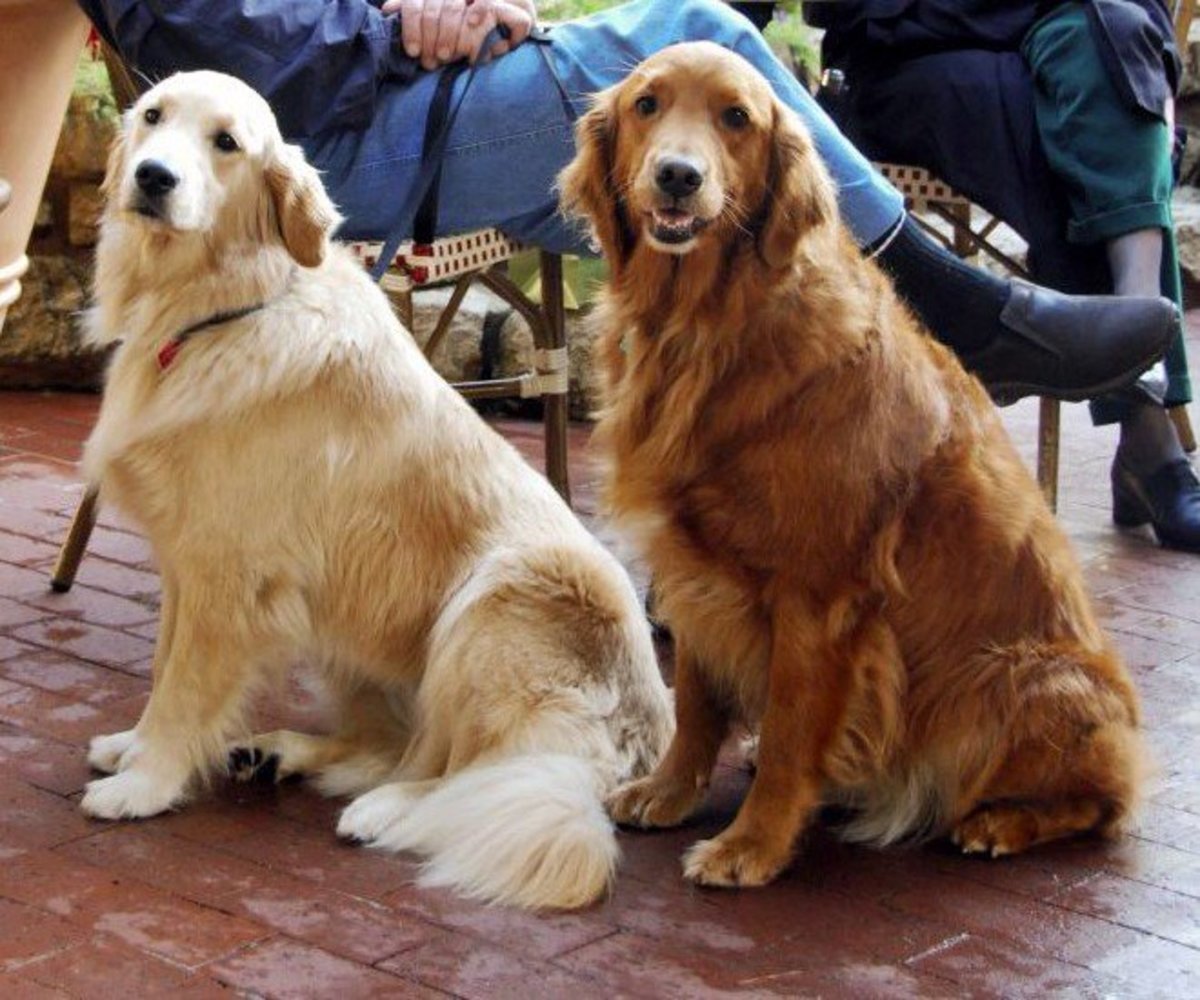 What Is an English Cream Golden Retriever? PetHelpful