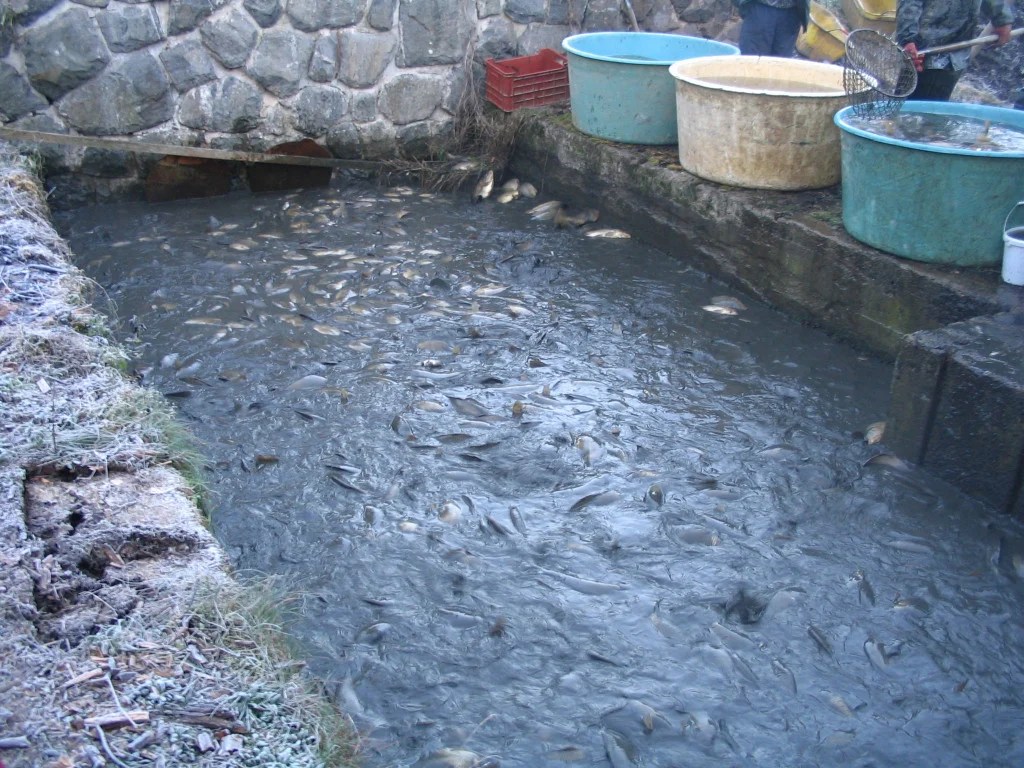 Sustainable Fish Farming Homestead Aquaculture HubPages