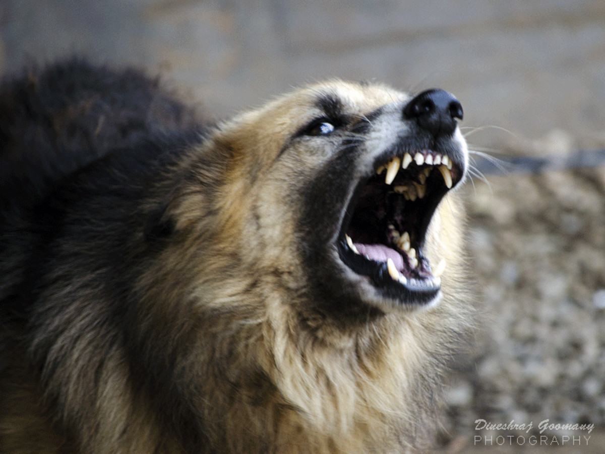 How to Cope With and Manage an Aggressive Dog PetHelpful