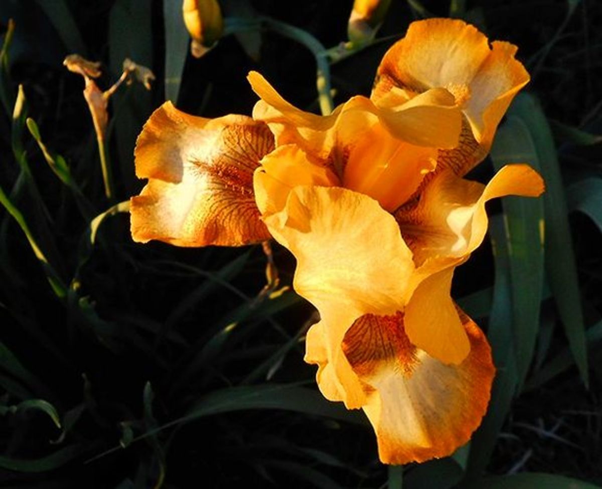 Burnt Orange or Rust Colored Flowers A Gallery of Fall Colored