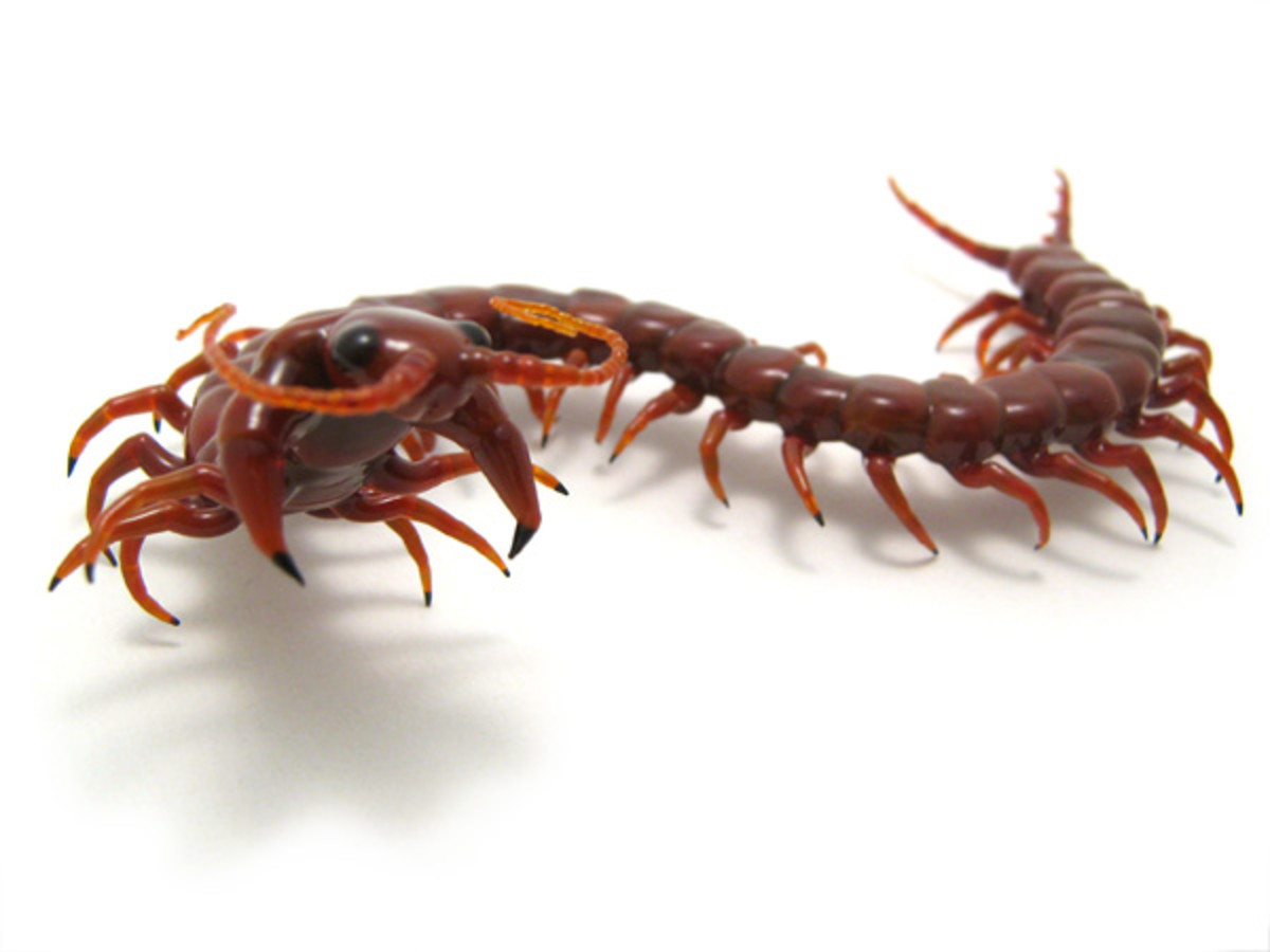 Do Centipedes Bite? Owlcation