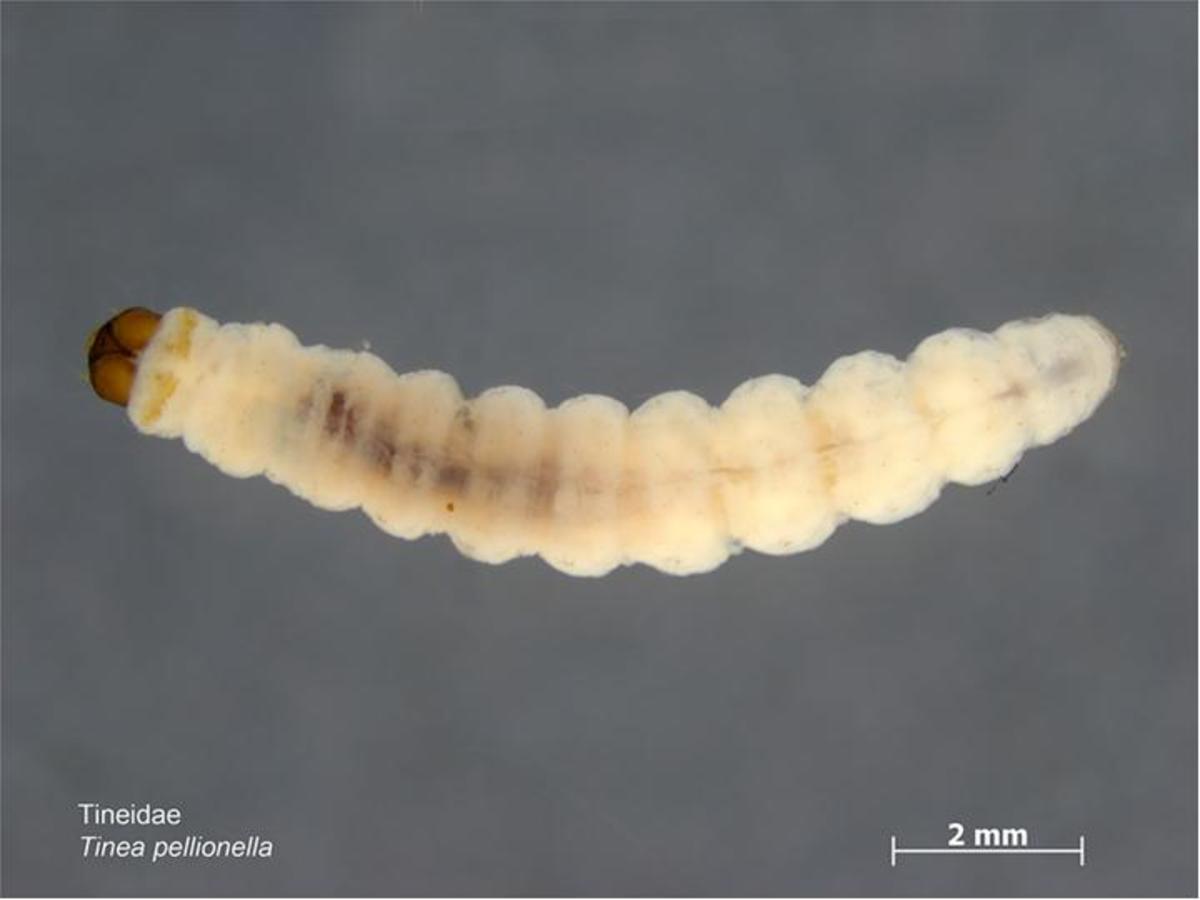 Clothes Moth Identification HubPages