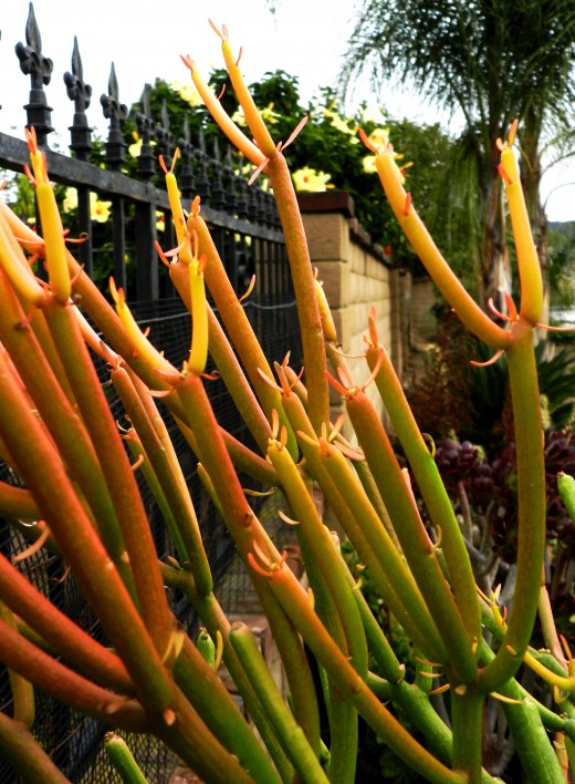 Fire Sticks Succulent Care and Cautions Dengarden