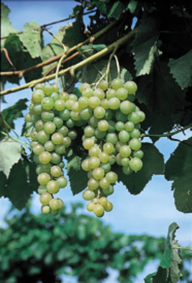 Growing Grapes for Beginners