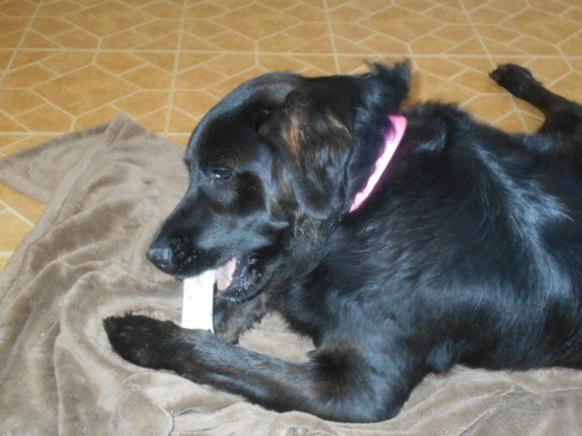 The Best Bones for Cleaning Dog's Teeth PetHelpful