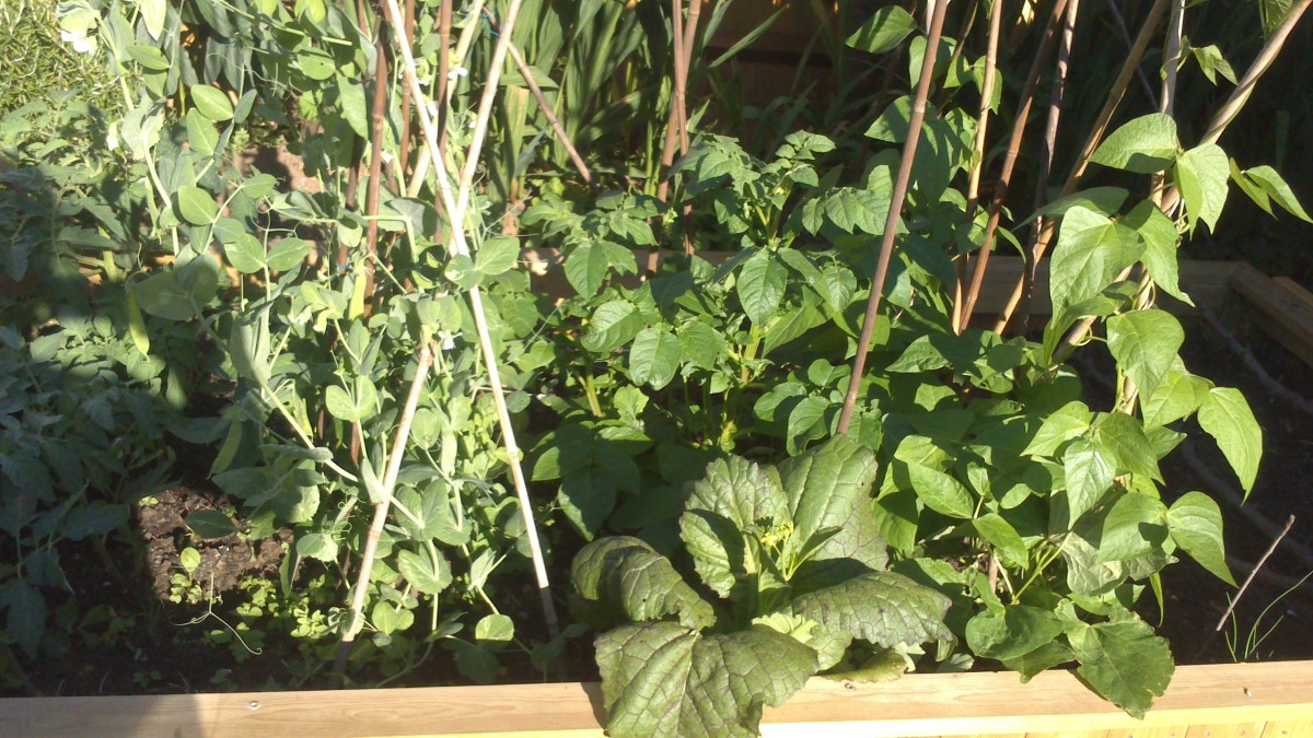 How to Grow Climbing Beans HubPages