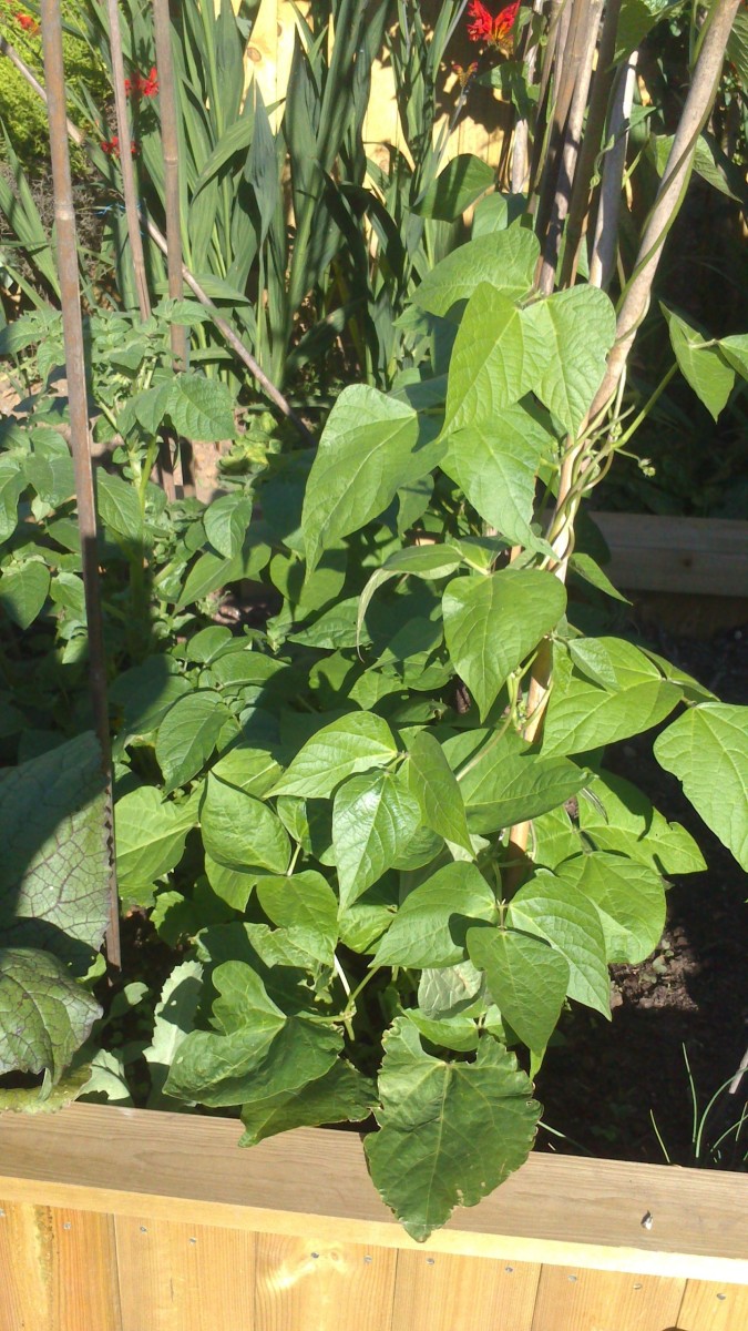 How to Grow Climbing Beans HubPages