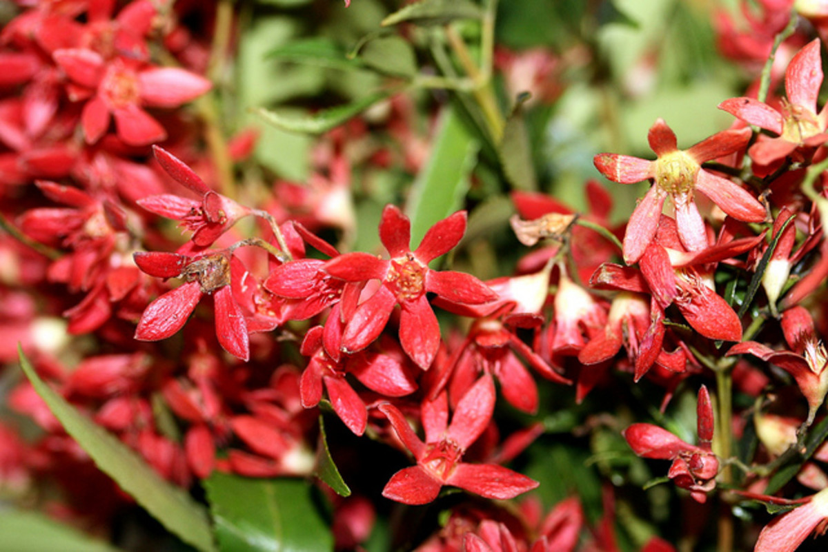 Christmas in Australia Holidappy