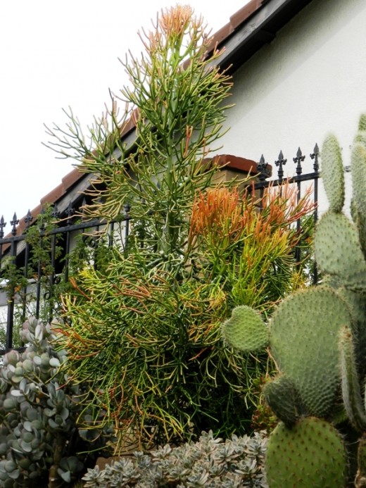 Fire Sticks Succulent Care and Cautions Dengarden