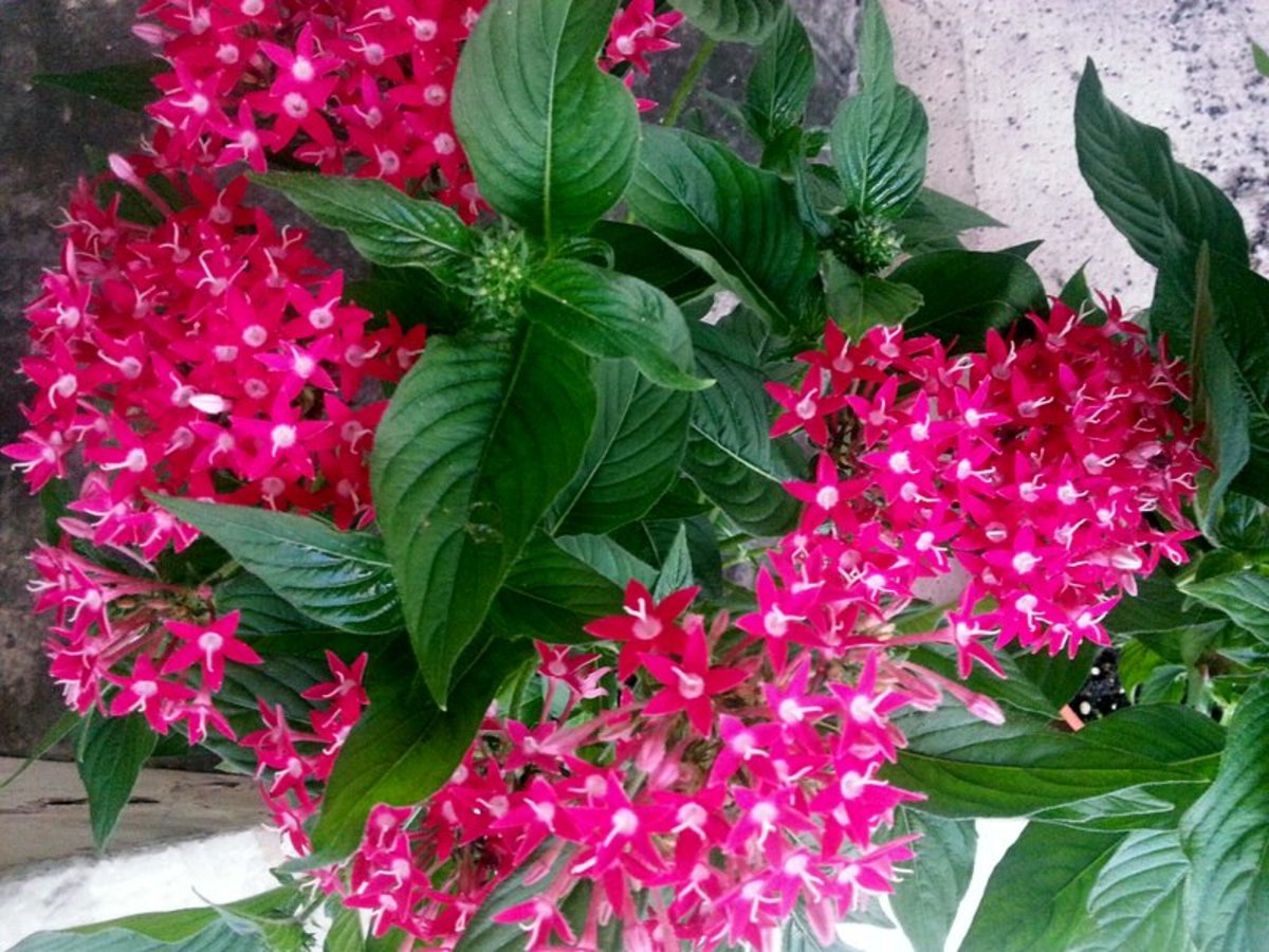 Do Pentas Plants Have Medicinal Values? Owlcation