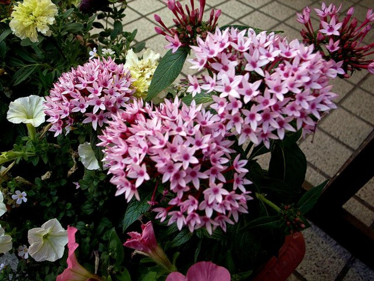 Do Pentas Plants Have Medicinal Values? Owlcation